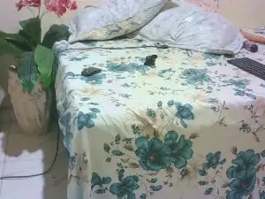 Cam4 Sex Chat of Brazilekely