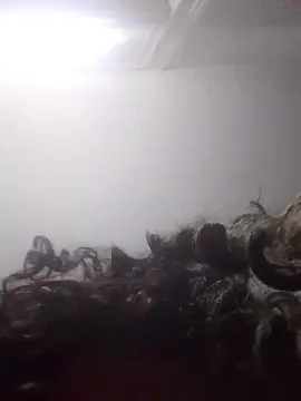 Cam4 Adult Video Chat of emperatrizdelm5