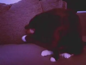 Cam4 Sex Cam of TsDominatrix