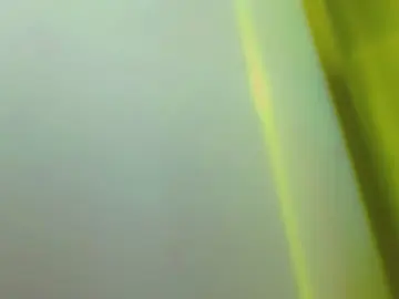 Cam4 Free Live Porn of latina_megan