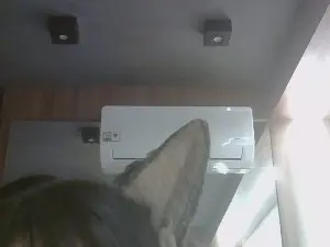 Cam4 Adult Webcam of SkinnyKittenCam