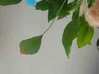 Camsoda Adult Webcams of sapphicfootslut