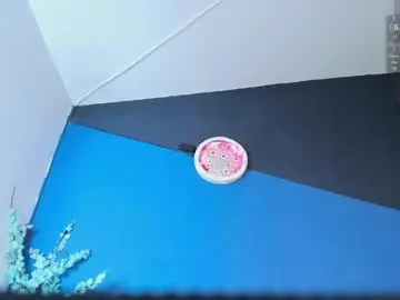 Chaturbate Adult Webcams of zaid_lion