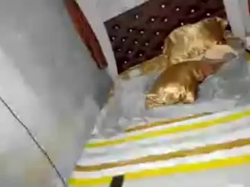 Chaturbate Live Porn of hotcumkissesontop