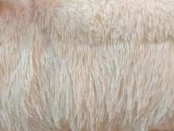 Chaturbate Sex Cam of miss_emilystar