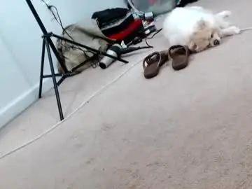 Chaturbate Live Sex of laceyphoenix1