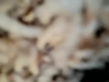 Chaturbate Free Live Porn of lawerenceingram46