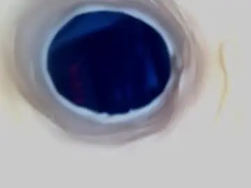 Chaturbate Live Sex Cam of paulainoscente
