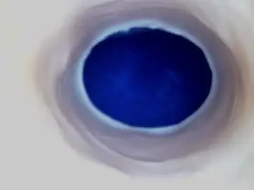 Chaturbate Sex Chat of paulainoscente