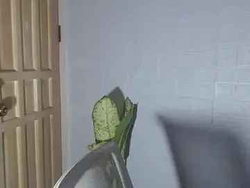 UrAsian_Turjak from stripchat