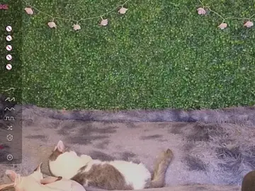 Stripchat Adult Webcams of EkaterinaUpple